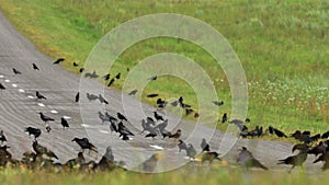 Flocking Of Starlings And Hooded Crow Feeding Near Road. Corvus Corax, Corvus Cornix And Sturnus Vulgaris Birds In Wild