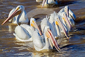 Flocking to dinner