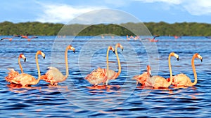 Flocks of beautiful pink flamingos in the Celestun National Park. Mexico. Yucatan.