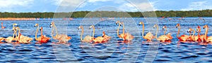 Flocks of beautiful pink flamingos in the Celestun National Park. Mexico. Yucatan. Banner design.