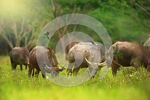 Flocks of birds catching insects from water buffalos