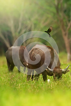 Flocks of birds catching insects from water buffalos