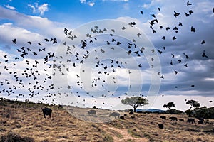 Flocks of birds catching insects from water buffalos In Maasai Mara National Reserve