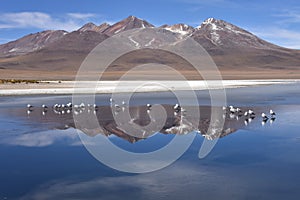 Flocks of birds stand on the frozen waters of Laguna Canapa, in the mountains of the Sud Lipez province, Uyuni, Bolivia