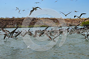 Flocks of Blue footed Booby`s dive for fish in the Ithabaca Canal, off Isla Santa Cruz in the Galapagos Islands