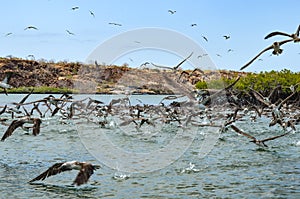 Flocks of Blue footed Booby`s dive for fish in the Ithabaca Canal, off Isla Santa Cruz in the Galapagos Islands