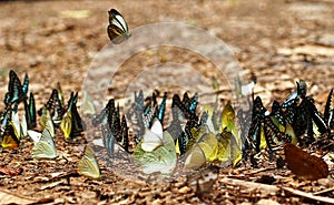 Flocks of butterflies live in the forest, soft focus image.