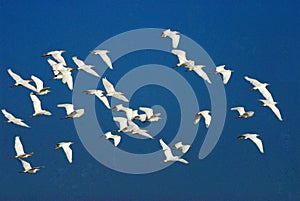 Flocks of cattle egrets in flight