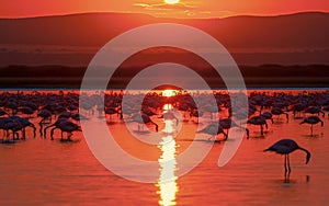 Flocks of flamingos in the lake