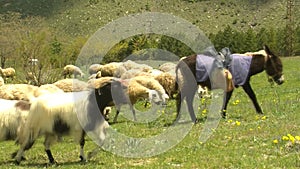 Flocks in grass HD 1080i