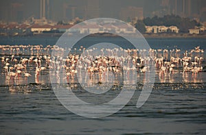 Flocks of Greater Flamingos feeding at Aker