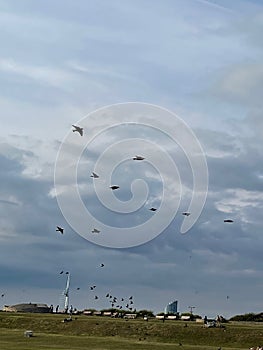 Flocks of gulls at Southsea, Portsmouth