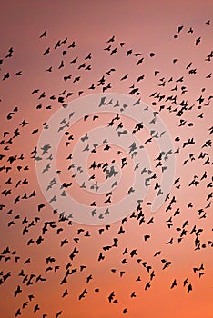 Flocks of Large Cuckoo-shrike flying in the sunset sky