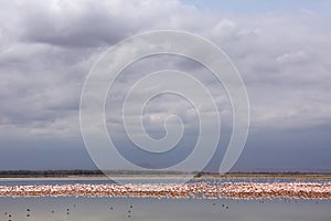 Flocks of Lesser Flamingos at Amboseli wildlife national park with dense dark cloud at the backdrop, Kenya