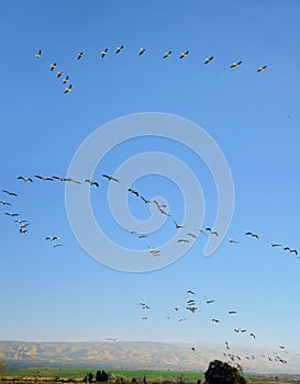 Flocks of migrating pelicans in morning sky. Israel