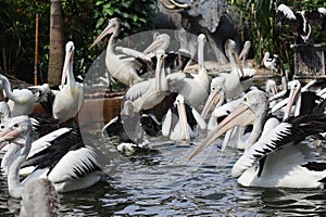 Flocks of pelicans swim and gather