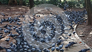 Flocks of Pigeon gathering for grains at Cubbon Park, Bangalore, India