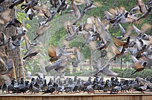 Rebano de palomas en anos a de pie 