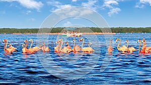 Flocks of pink flamingos and tourist boat in Celestun National Park. Mexico. Yucatan.