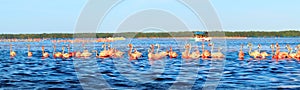 Flocks of pink flamingos and tourist boats in Celestun National Park. Mexico. Yucatan. Banner design.