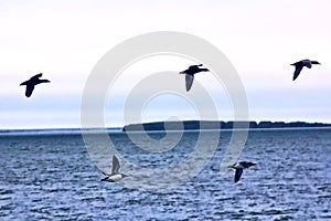 Flocks of seabirds guillemot fly over Barents Sea