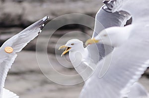 Flocks of seagulls fight and squawk over food