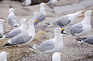 Flocks of seagulls fight and squawk over food in Maine