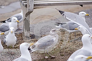 Flocks of seagulls fight and squawk over food under a bench