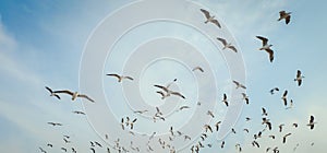 Flocks of seagulls migrate in winter