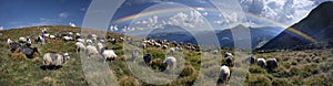 Flocks of sheep in the alps