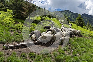 Flocks of sheep graze in the summer in the Ukrainian Carpathians Lysych mountain meadow, Marmara massif. Traditional sheep breedin
