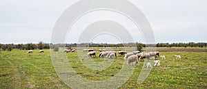 Flocks of sheep grazing on agriculture eco farm , nature reserve, spring day, rural nature