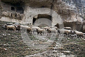 Flocks of sheep roam on a hillside under the walls of the abandoned cave town