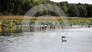 Flocks of wild ducks, waterfowl, swan geese and other wild birds inhabit the lake.