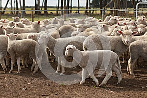 Flocks of young unshorn lambs seperated, in the sheep yards, from their parents, out the front of the shearing sheds waiting to be