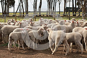 Flocks of young unshorn lambs seperated, in the sheep yards, from their parents, out the front of the shearing sheds waiting to be