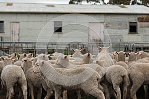 Flocks of young unshorn lambs seperated, in the sheep yards, from their parents, out the front of the shearing sheds waiting to be