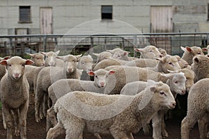 Flocks of young unshorn lambs seperated, in the sheep yards, from their parents, out the front of the shearing sheds waiting to be