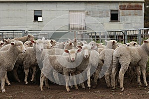 Flocks of young unshorn lambs seperated, in the sheep yards, from their parents, out the front of the shearing sheds waiting to be