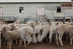 Flocks of young unshorn lambs seperated, in the sheep yards, from their parents, out the front of the shearing sheds waiting to be