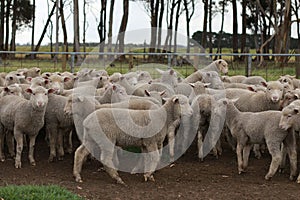 Flocks of young unshorn lambs seperated, in the sheep yards, from their parents, out the front of the shearing sheds waiting to be