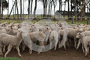 Flocks of young unshorn lambs seperated, in the sheep yards, from their parents, out the front of the shearing sheds waiting to be