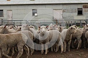 Flocks of young unshorn lambs seperated, in the sheep yards, from their parents, out the front of the shearing sheds waiting to be