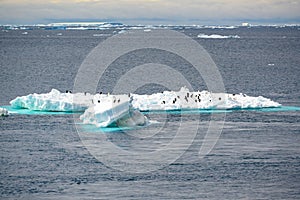 Floe ice, roosting place for penguins and cormorants. Blue and turquoise iceberg in Antarctica with many animals.