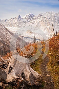 The Floe Lake Trail in Fall