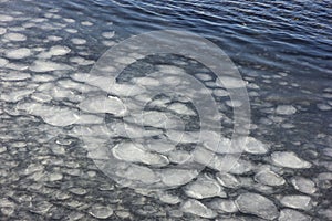 Floes in sea in winter.