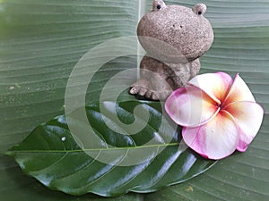 Flog on the banan leaf photo