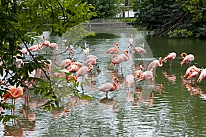 Flog of flamingos in the pond. photo