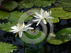 Flog on lotus leaf photo