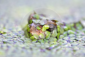 Flog in the pond with aquatic plant cover on it. photo